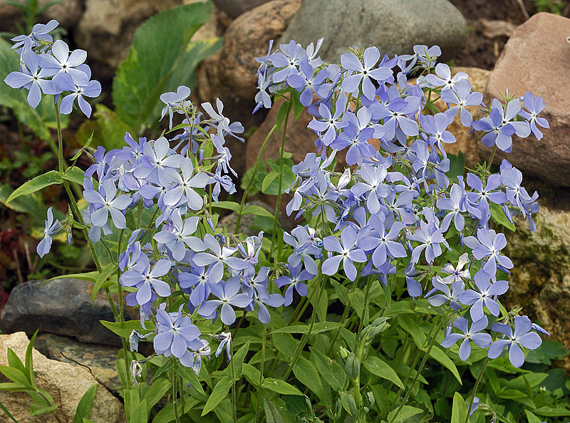 Image of Phlox divaricata specimen.