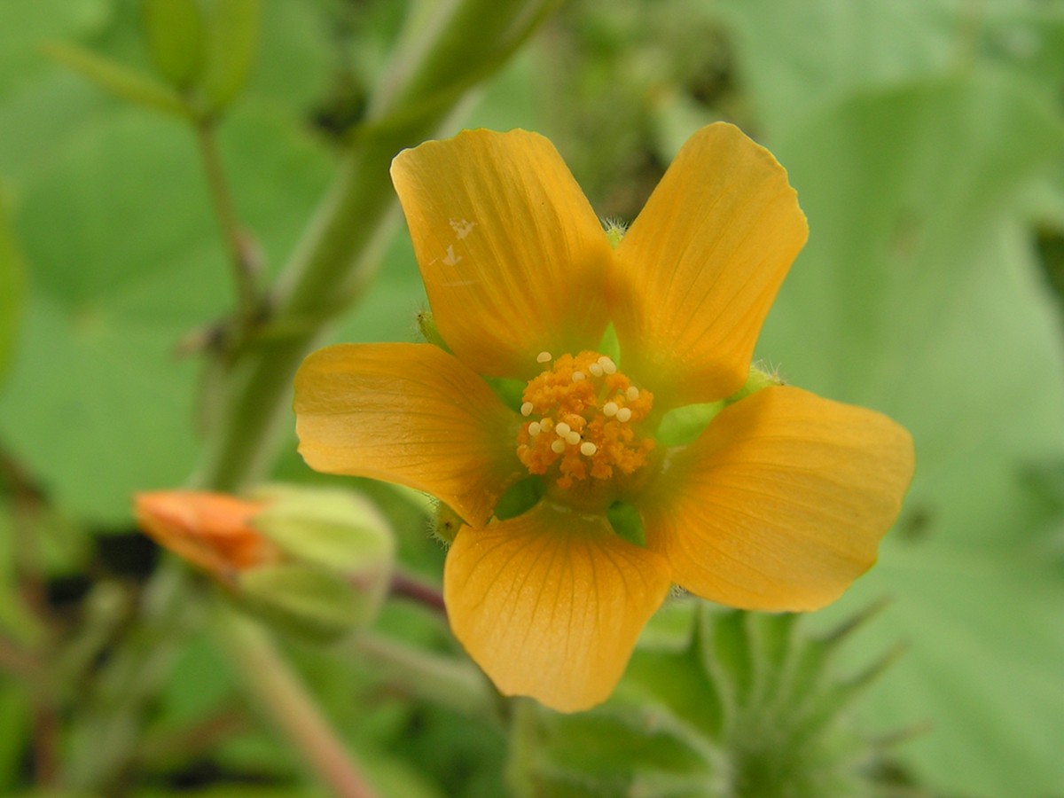 Изображение особи Abutilon theophrasti.