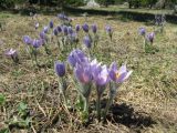 Pulsatilla taurica. Цветущие растения. Крым, Ялтинская яйла. 30 апреля 2012 г.