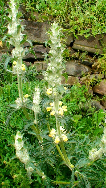 Изображение особи Phlomoides laciniata.