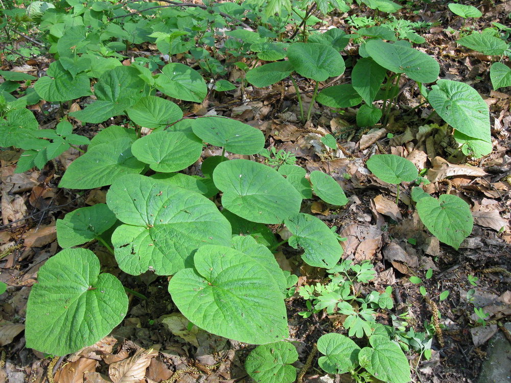 Image of Symphytum cordatum specimen.