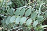 Onobrychis grandis