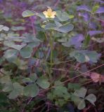 Oxalis stricta. Верхушка цветущего и плодоносящего растения. Курская обл., Железногорский р-н, ур. Кармановская дача. 24 июля 2007 г.