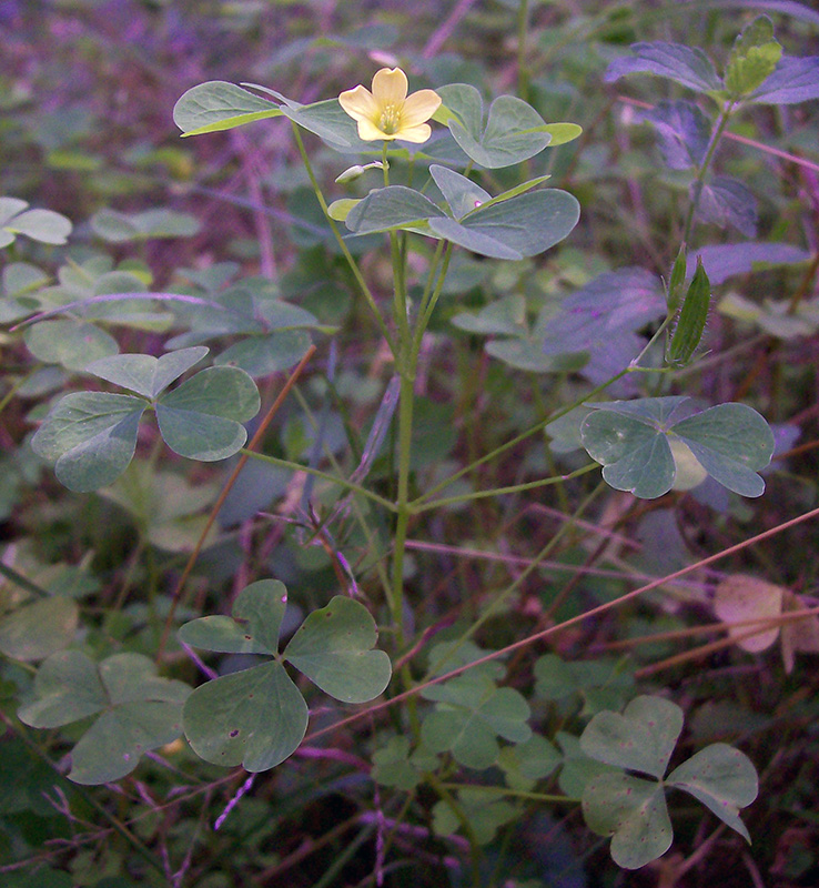 Image of Oxalis stricta specimen.