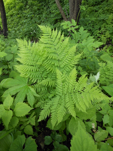 Image of Dryopteris goeringiana specimen.