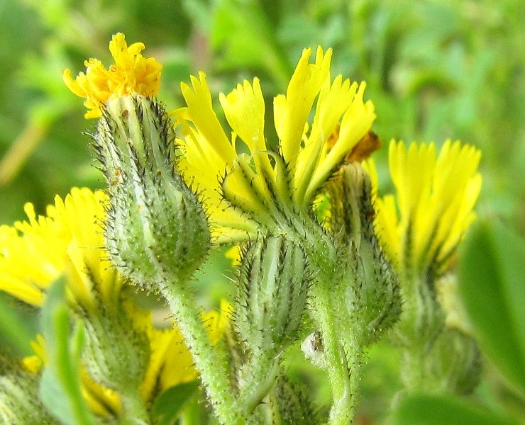 Image of Pilosella novosibirskensis specimen.
