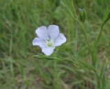 Linum usitatissimum