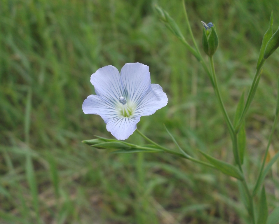 Изображение особи Linum usitatissimum.