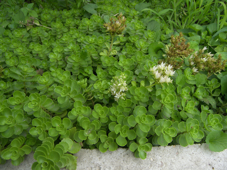 Image of Sedum oppositifolium specimen.