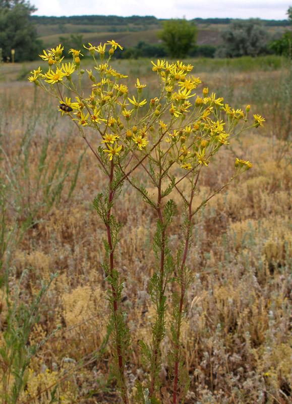 Изображение особи Senecio borysthenicus.