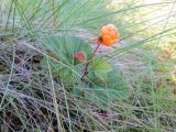 Rubus chamaemorus