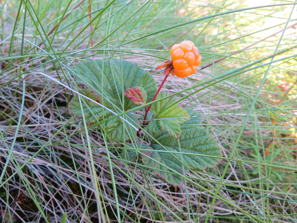 Изображение особи Rubus chamaemorus.