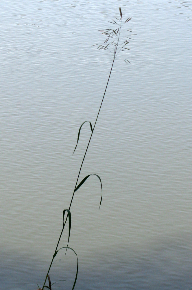 Image of Bromopsis inermis specimen.