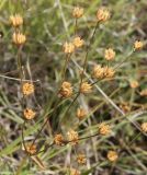 Linum czernjajevii