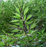 Fagus sylvatica разновидность laciniata. Ветвь. Австрия, Вена, парк Ратхаус. 10.09.2012.