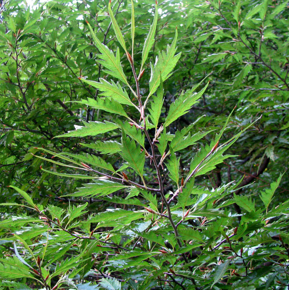 Изображение особи Fagus sylvatica var. laciniata.