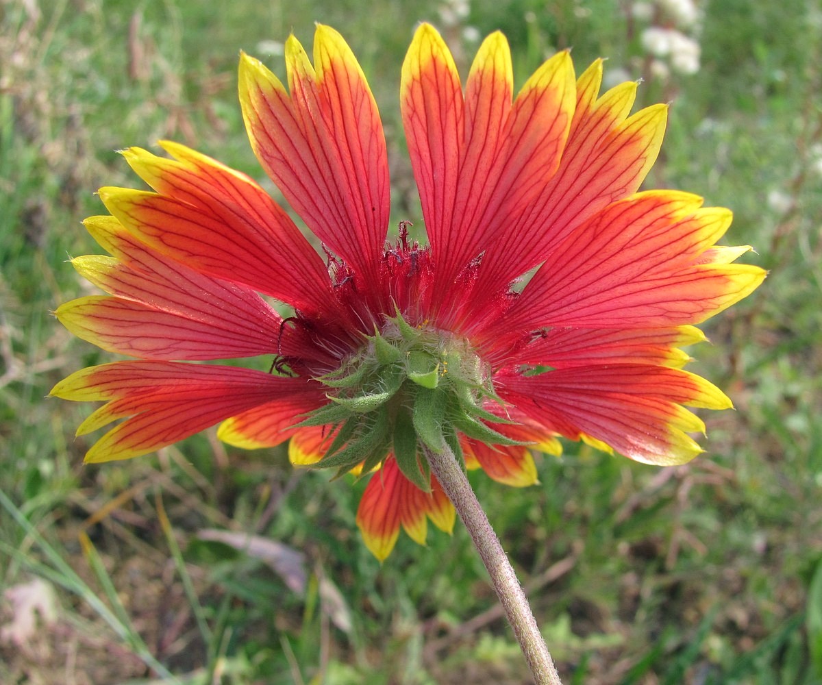 Image of Gaillardia × grandiflora specimen.