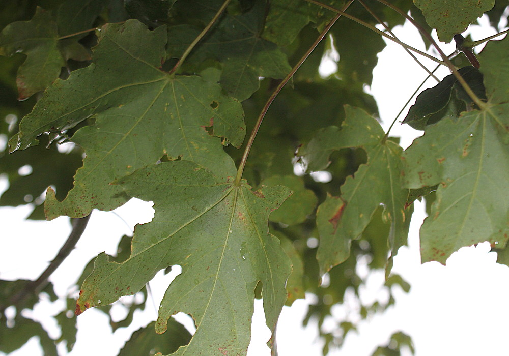Image of Acer × zoeschense specimen.