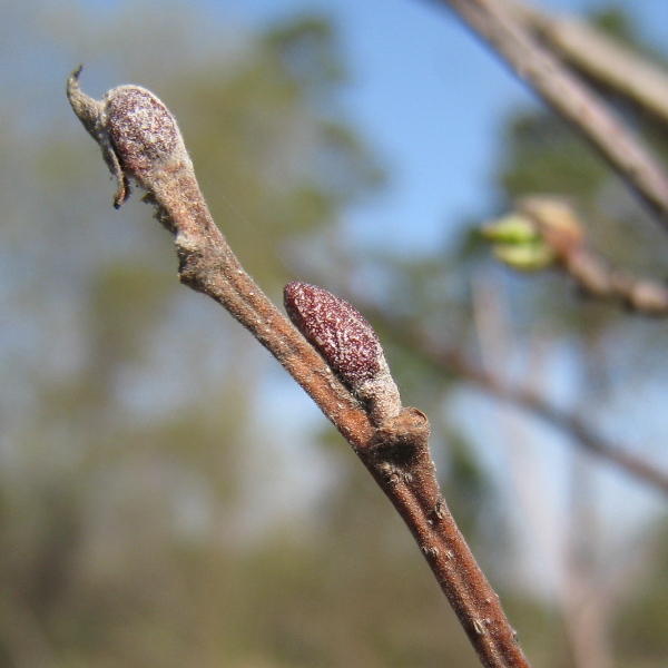 Изображение особи Alnus incana.