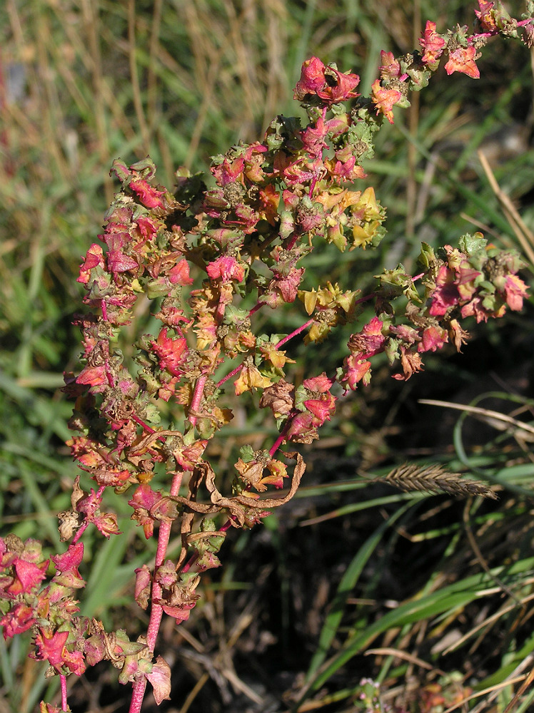Image of Atriplex patula specimen.