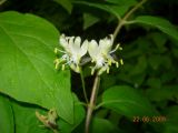 Lonicera chrysantha