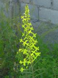 Lactuca serriola