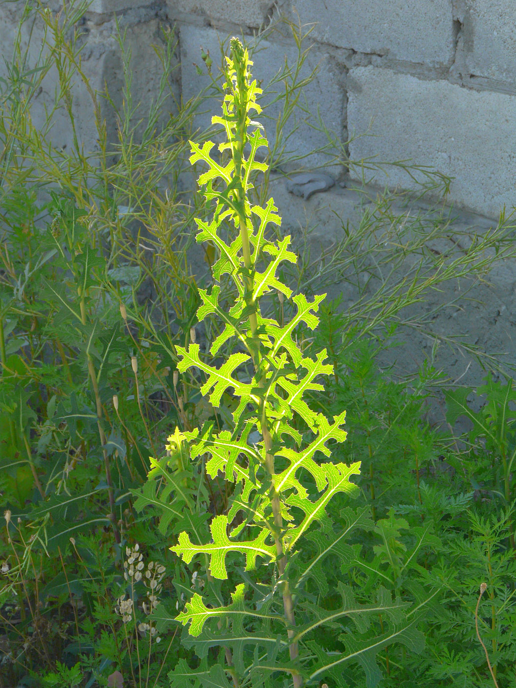 Изображение особи Lactuca serriola.