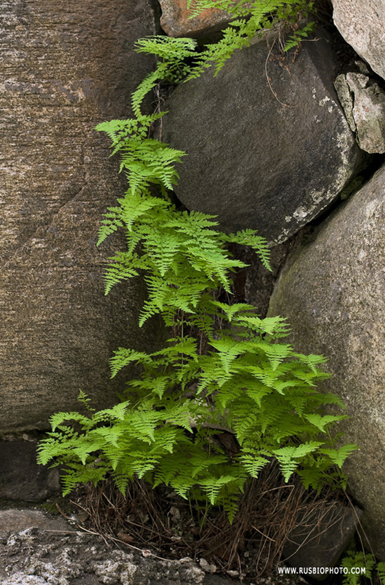 Изображение особи Cystopteris fragilis.