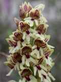 Orchis galilaea. Соцветие. Israel, Judean Mountains. 15.03.2006.