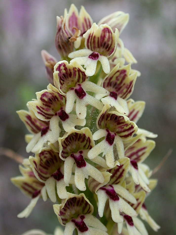 Изображение особи Orchis galilaea.