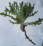 Centaurea benedicta