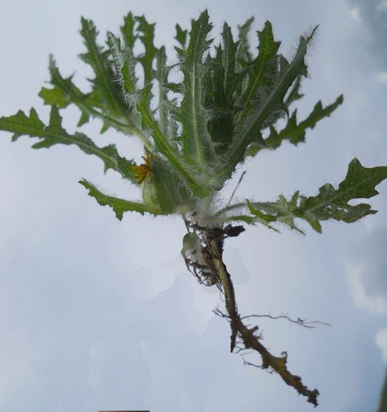 Изображение особи Centaurea benedicta.