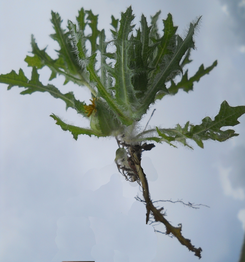 Image of Centaurea benedicta specimen.
