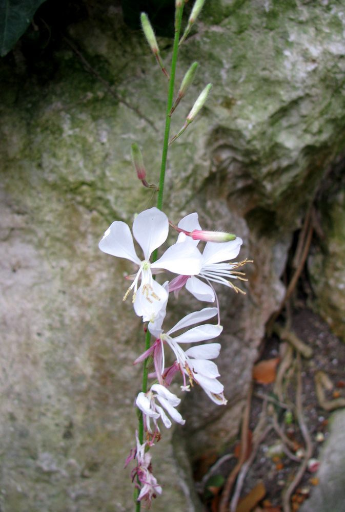 Изображение особи Gaura lindheimeri.