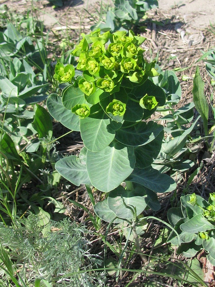 Изображение особи Euphorbia agraria.