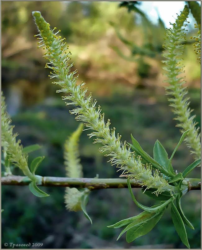 Image of Salix triandra specimen.