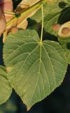 Tilia cordifolia