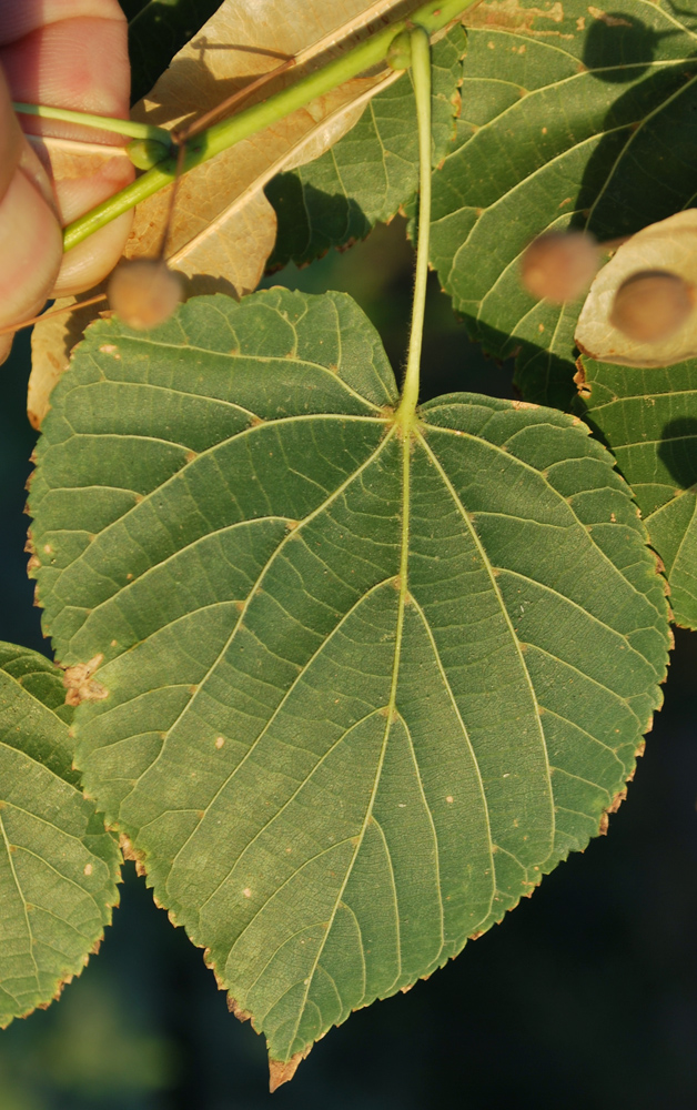 Image of Tilia cordifolia specimen.