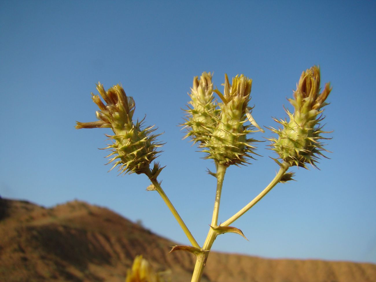 Изображение особи Cousinia pentacantha.