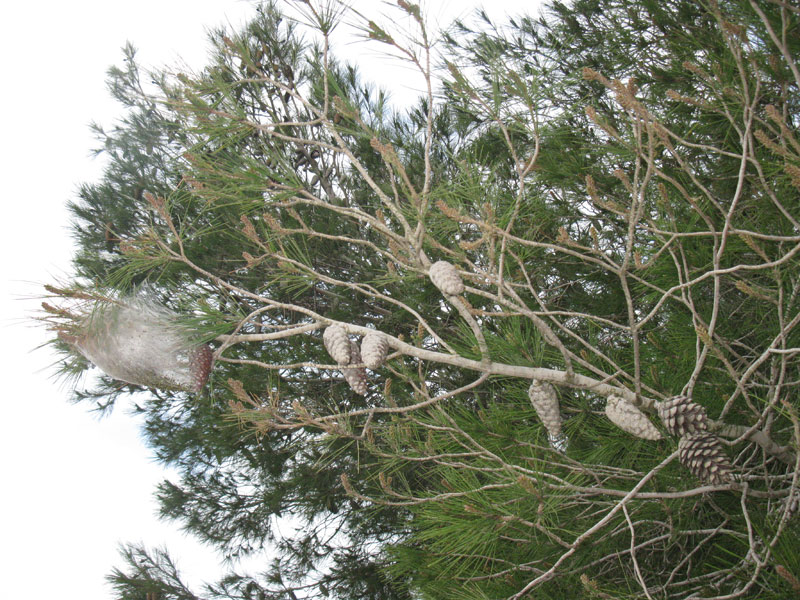 Image of Pinus halepensis specimen.
