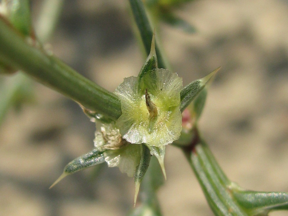 Изображение особи Salsola tragus.