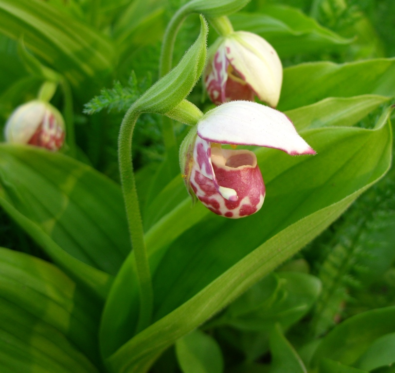 Изображение особи Cypripedium guttatum.