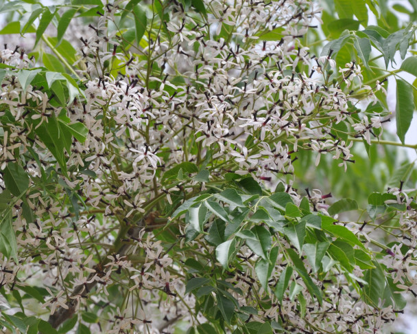 Image of Melia azedarach specimen.