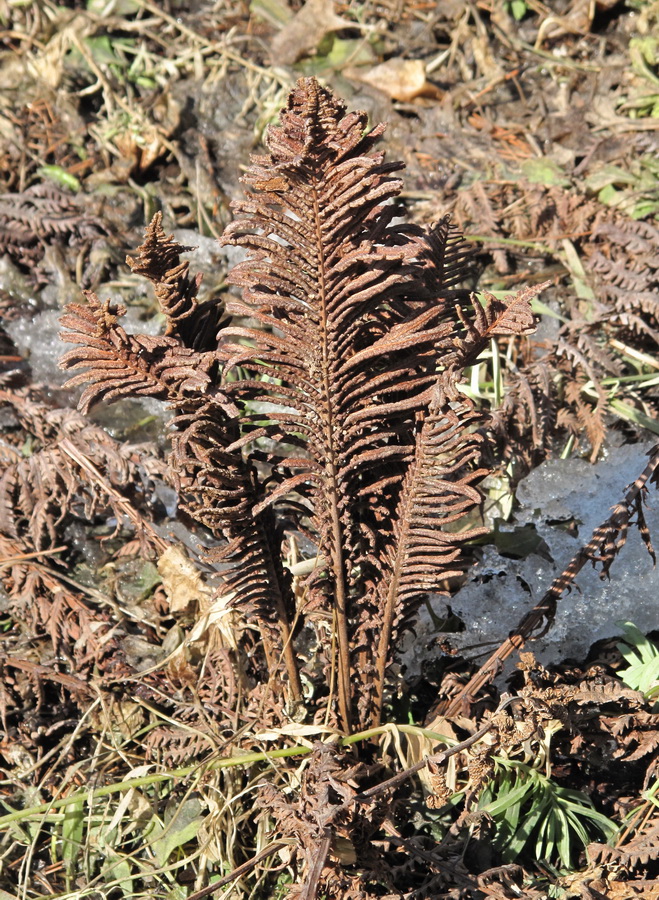 Изображение особи Matteuccia struthiopteris.