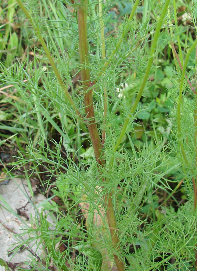 Image of Tripleurospermum inodorum specimen.