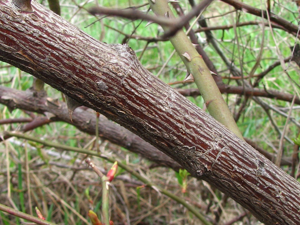 Image of Rosa canina specimen.