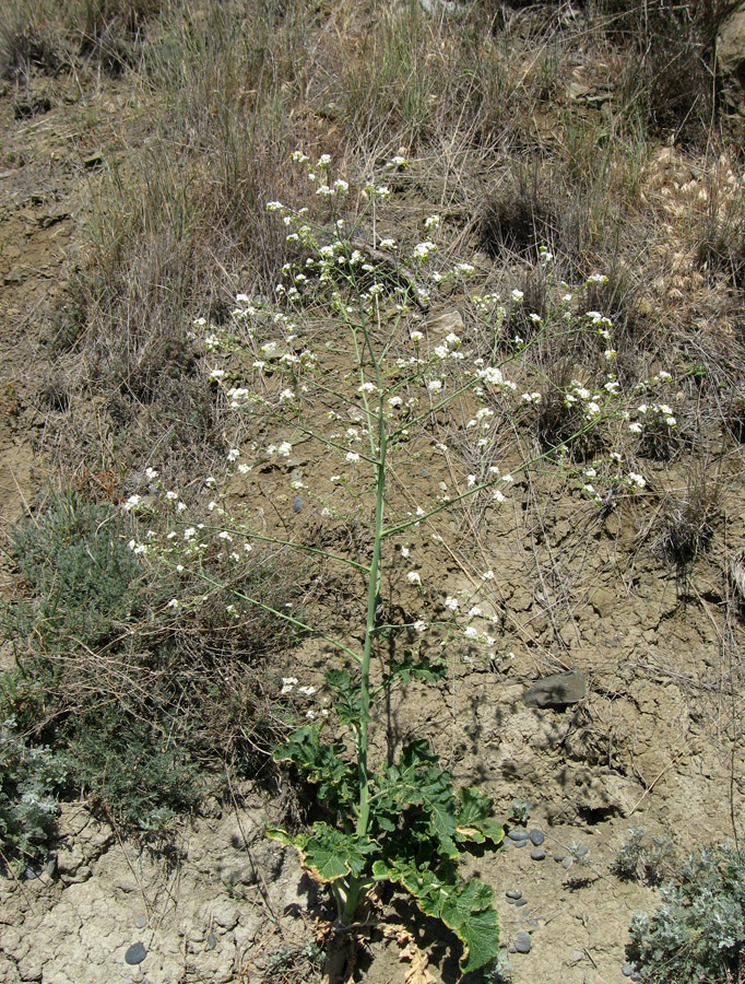 Image of Crambe koktebelica specimen.