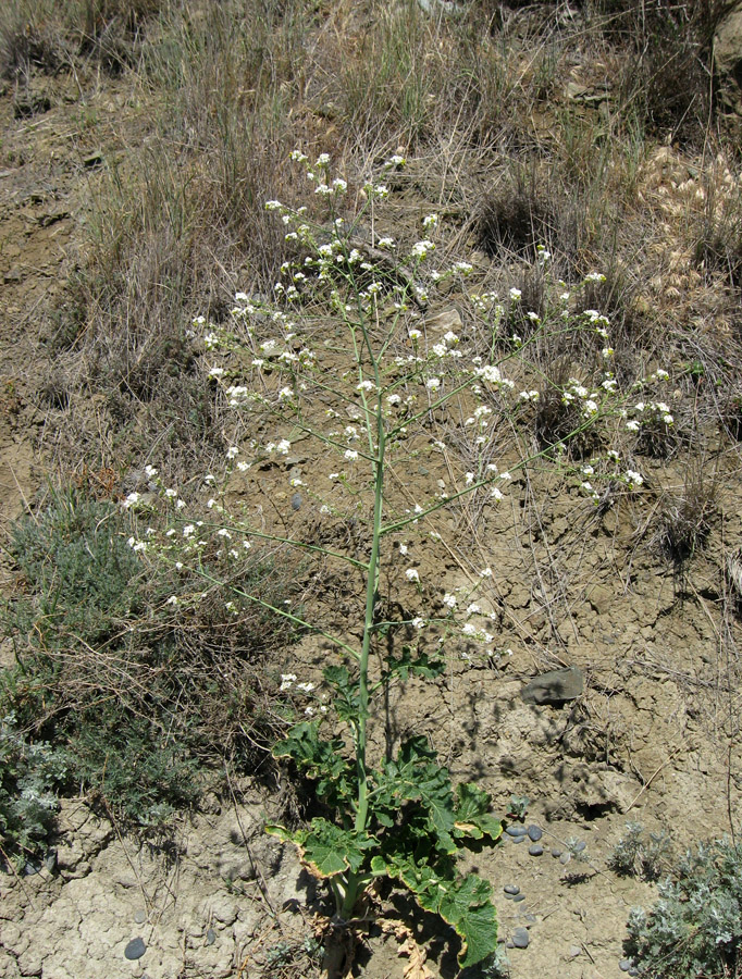 Изображение особи Crambe koktebelica.