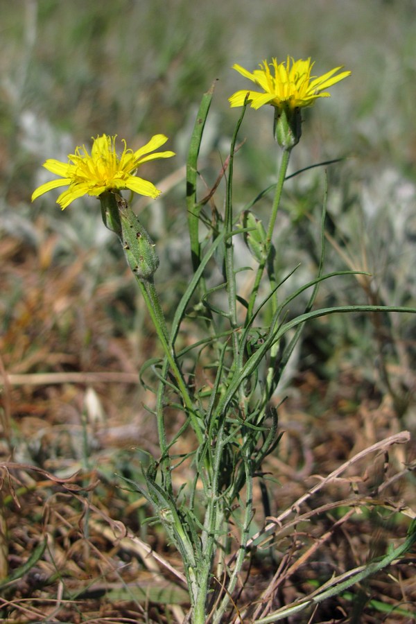 Image of Scorzonera cana specimen.