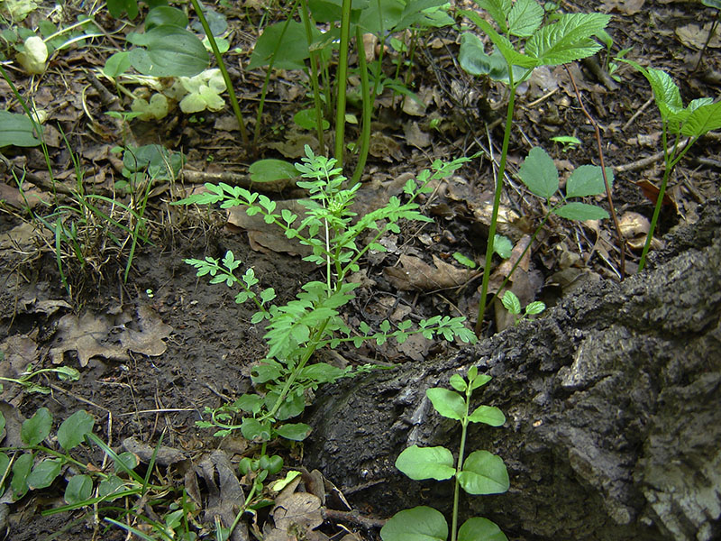 Image of Cardamine impatiens specimen.